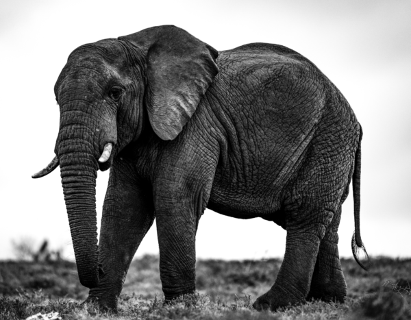 Wild Elephant - Amboseli National Park